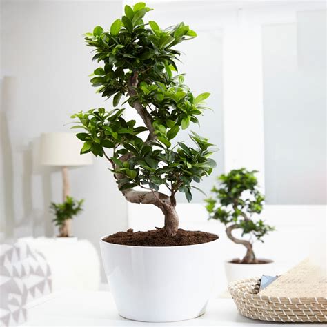 ficus ginseng 中文